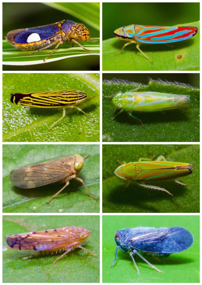 Clockwise from top left: broad-headed sharpshooter, red-banded leafhopper, potato leafhopper, versute sharpshooter, citrus flatid planthopper, Japanese maple leafhopper, coppery leafhopper, yellow-striped leafhopper. 