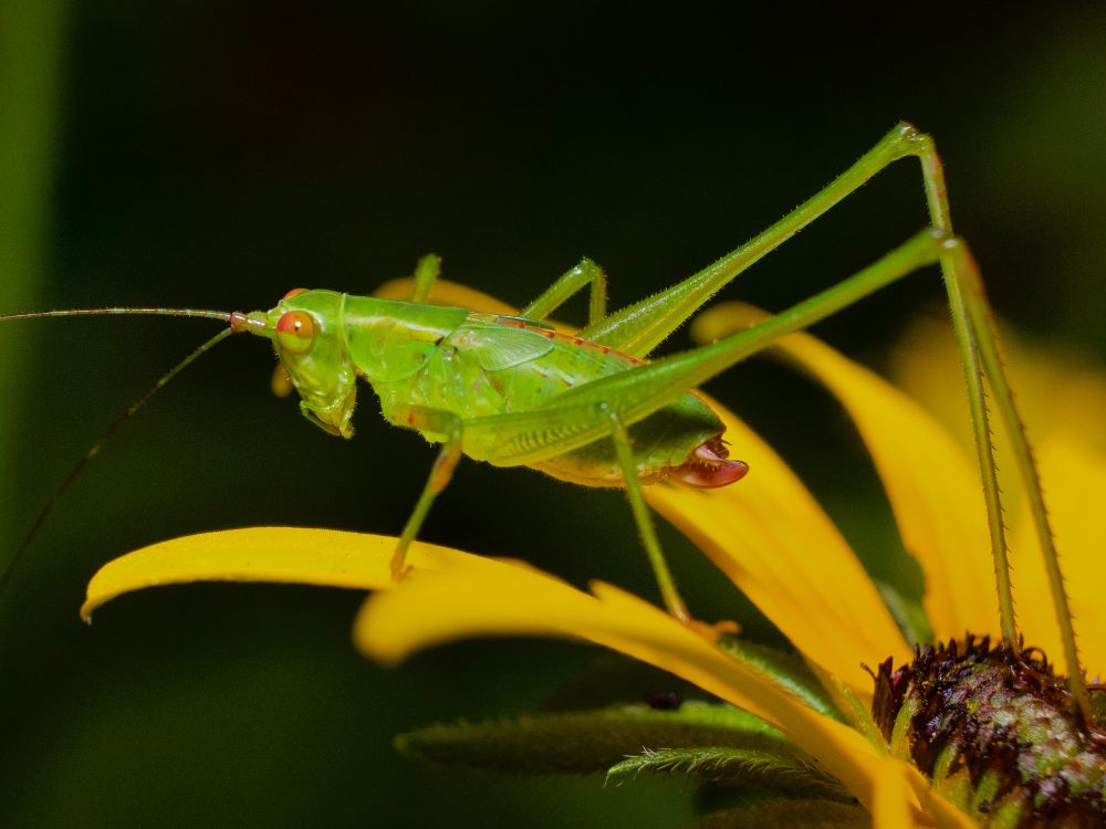Katydid on a black-eyed Susan. 