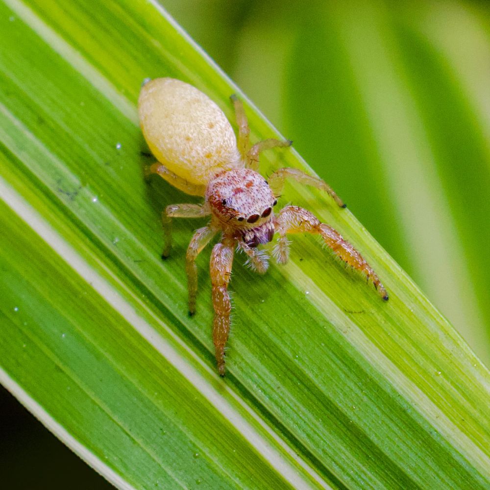 Female. 