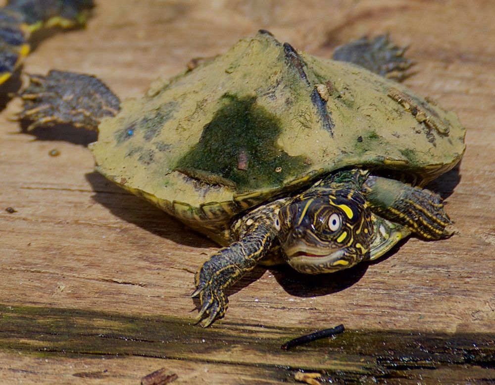 Turtle facing camera. Ridged back, white eyes, yellow markings on head. 