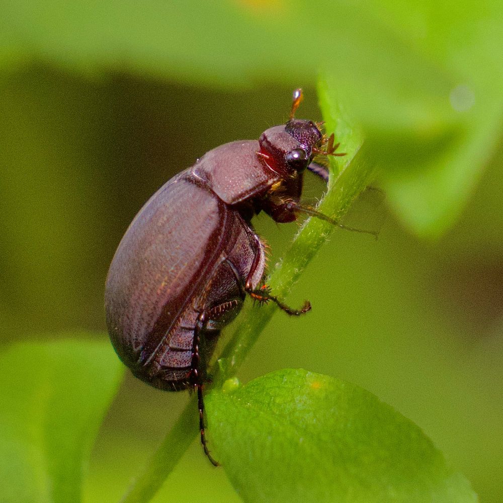 Brown beetle on stem. 