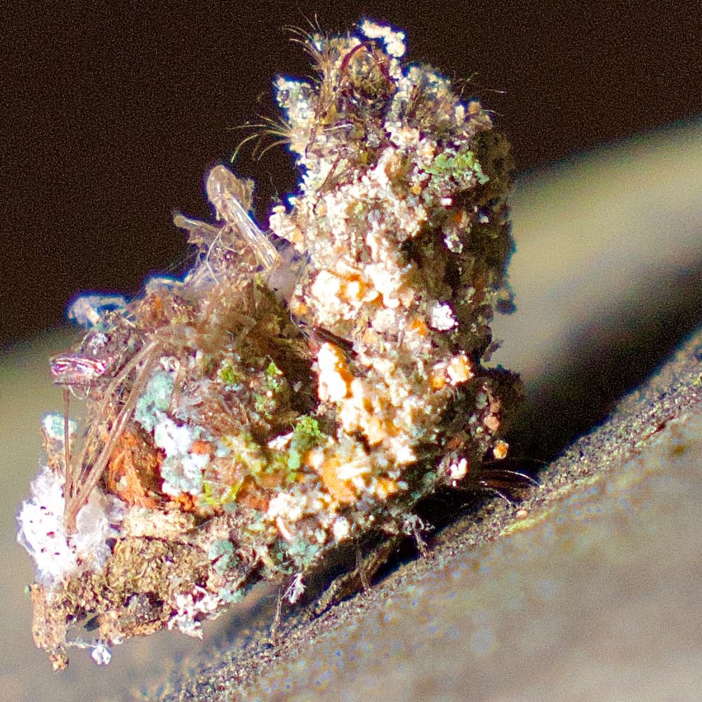 Larva with debris piled on its back. 