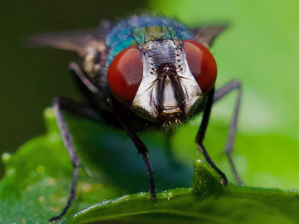 Close-up of fly’s head. 