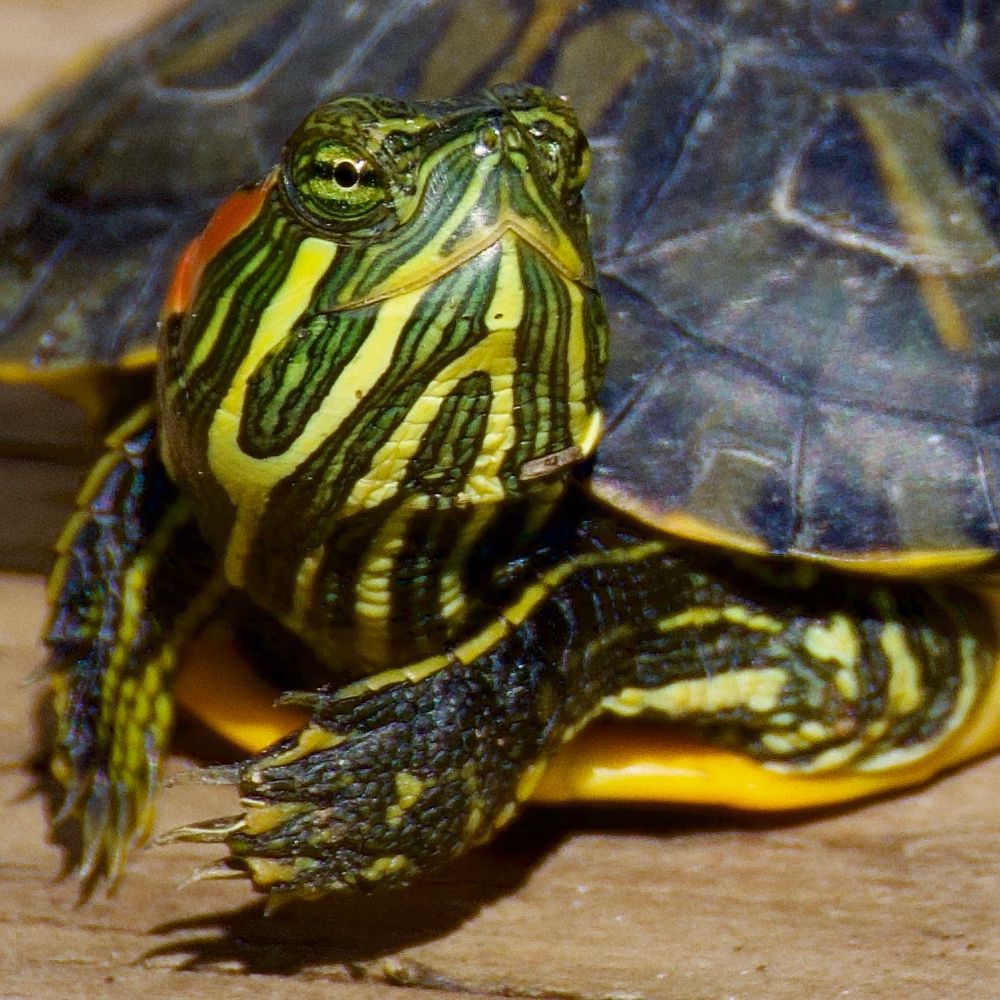 Close-up of slider. 