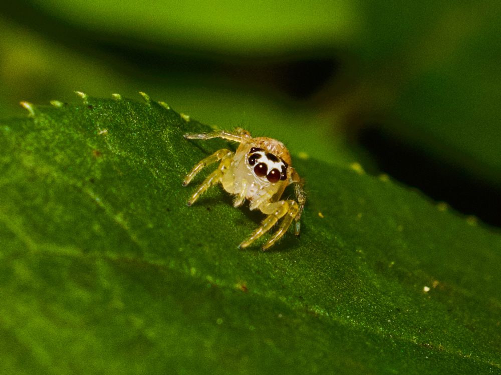 Female sylvana jumping spider on leaf, facing camera. 