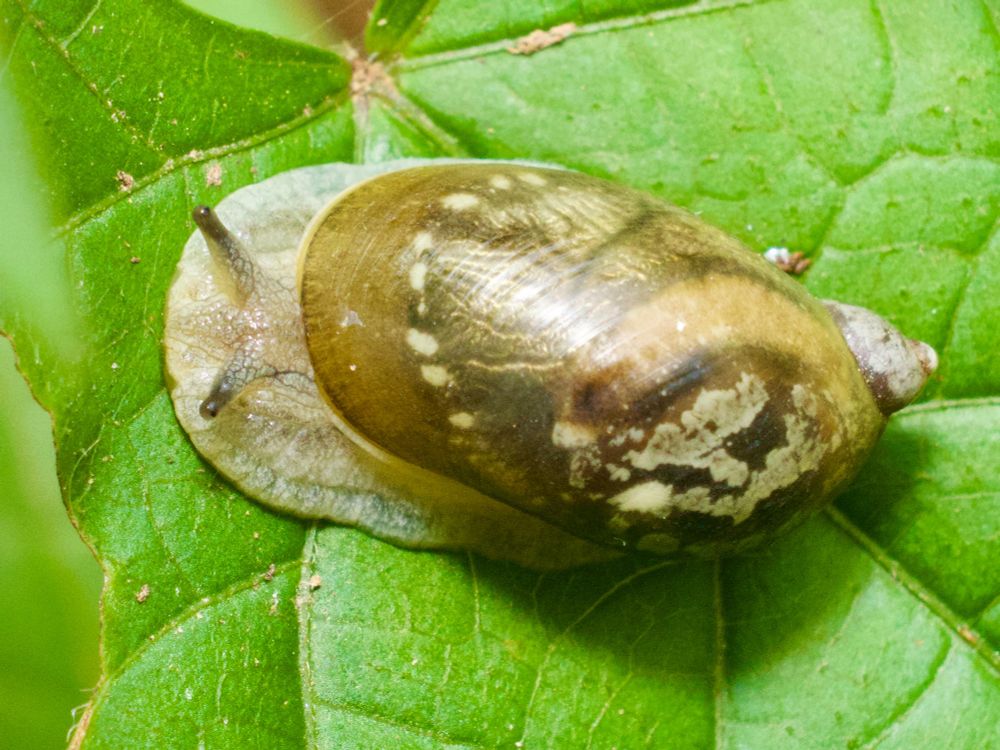 Snail on leaf, view from above. 