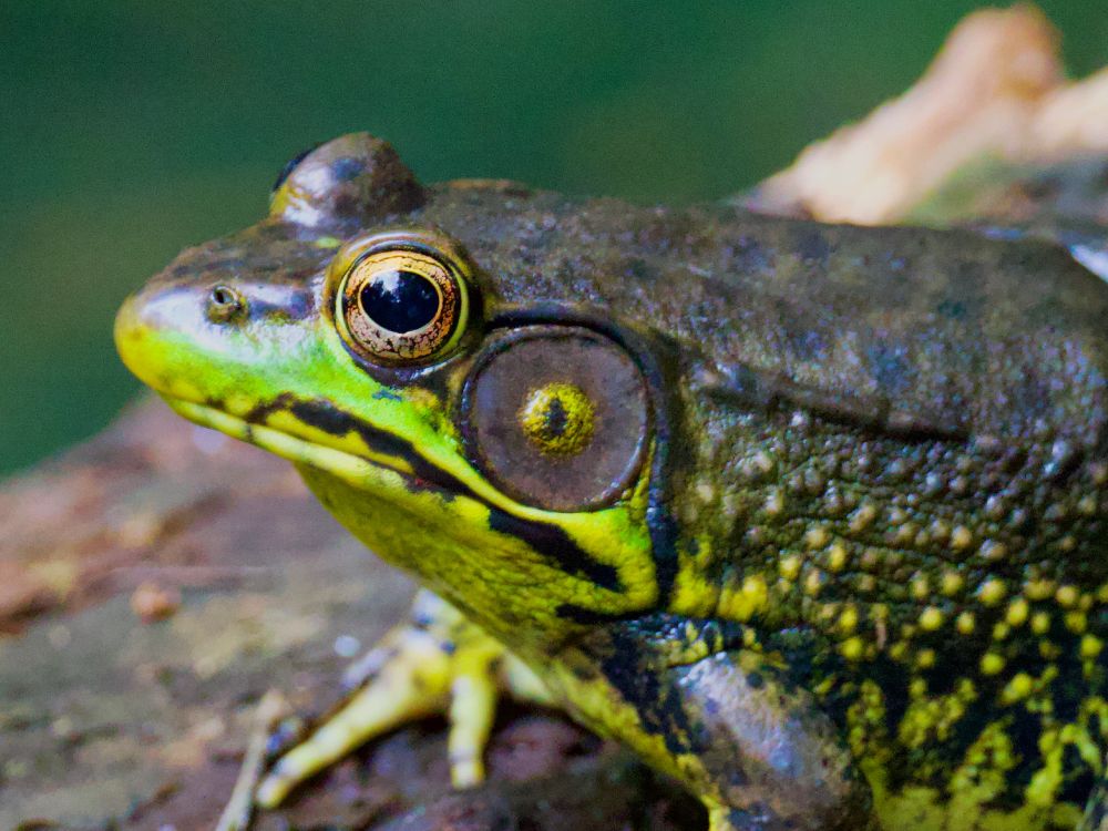 Frog close-up. 