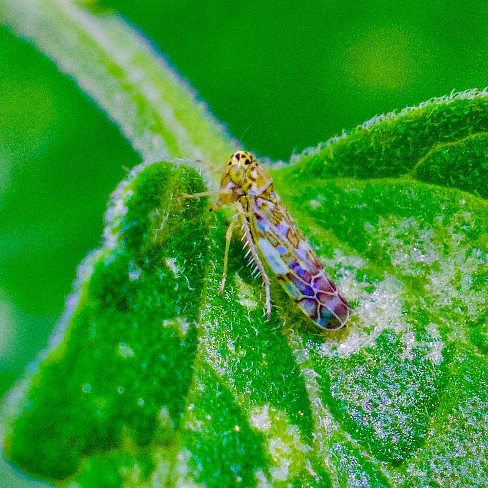 Leafhopper in profile, on leaf. 
