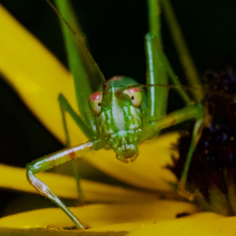 Katydid on black-eyed Susan. 
