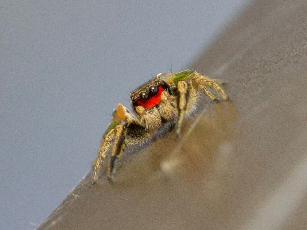 Jumping spider with prominent eyes and red face. 