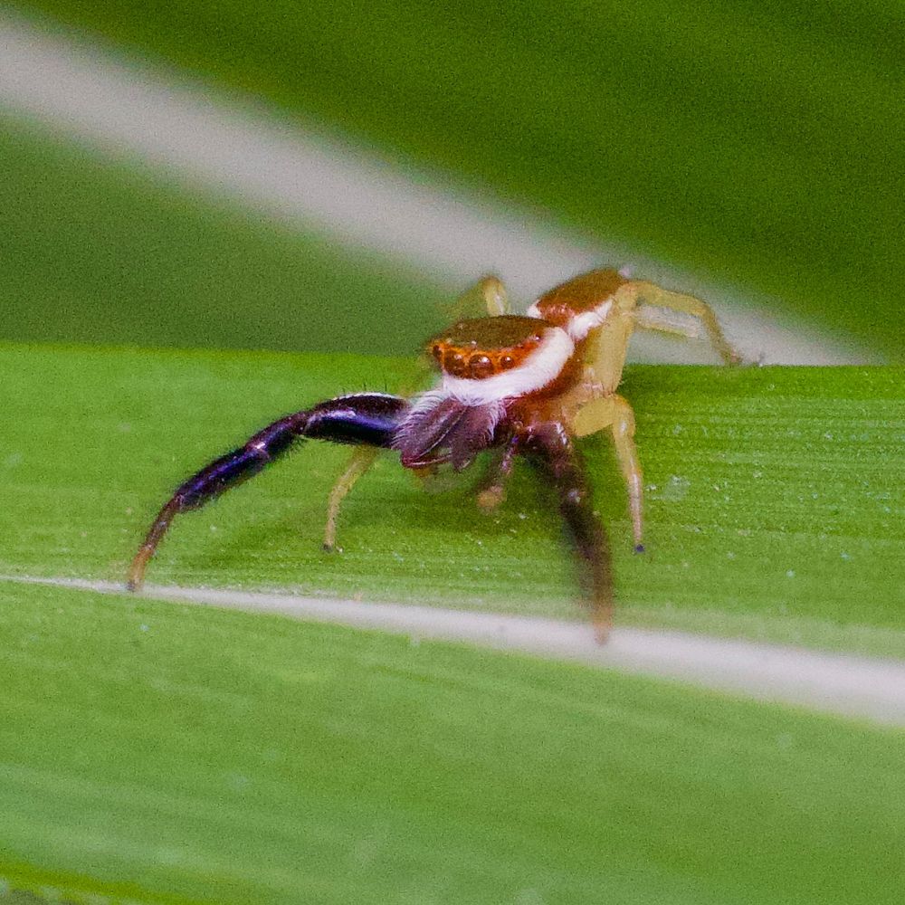 Male. 
