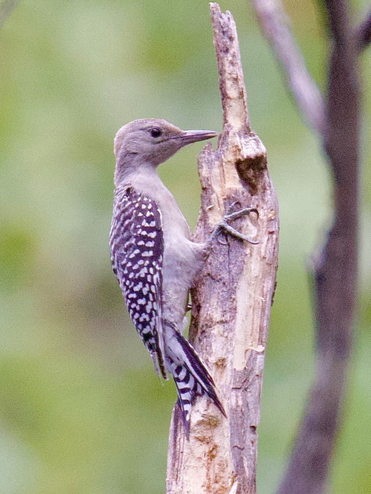 Woodpecker with black and white patterns on feathers, grabbing dead branch. 