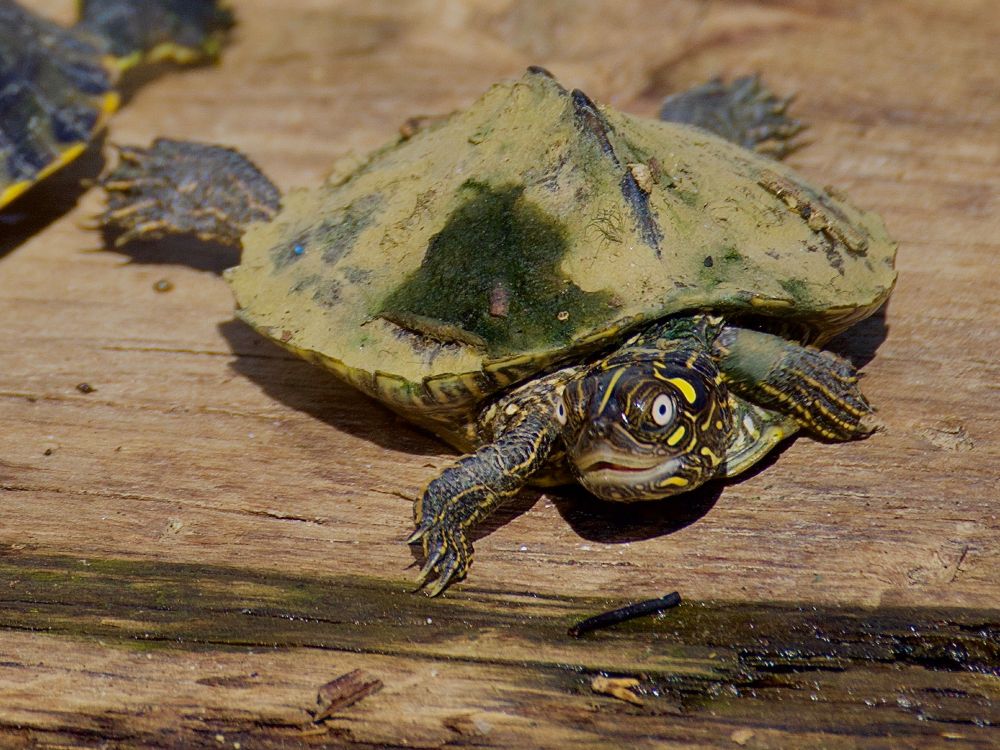 Small turtle with ridge in middle of back, white eyes, yellow markings on face. 