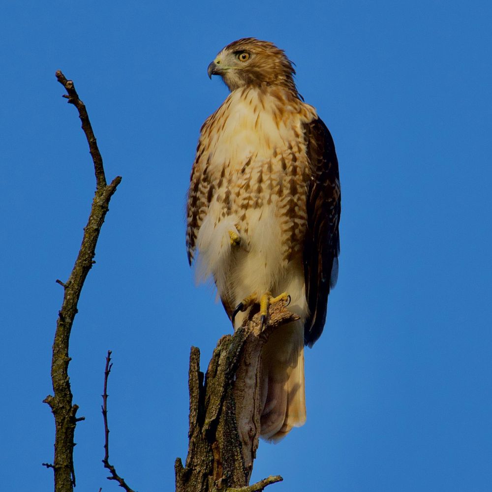 Hawk perched atop a dead branch, blue sky in background. 