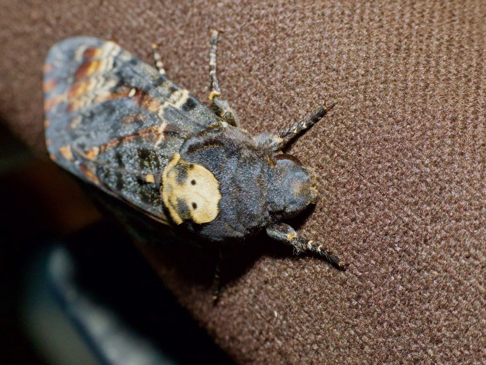 Hawkmoth pictured from above. 