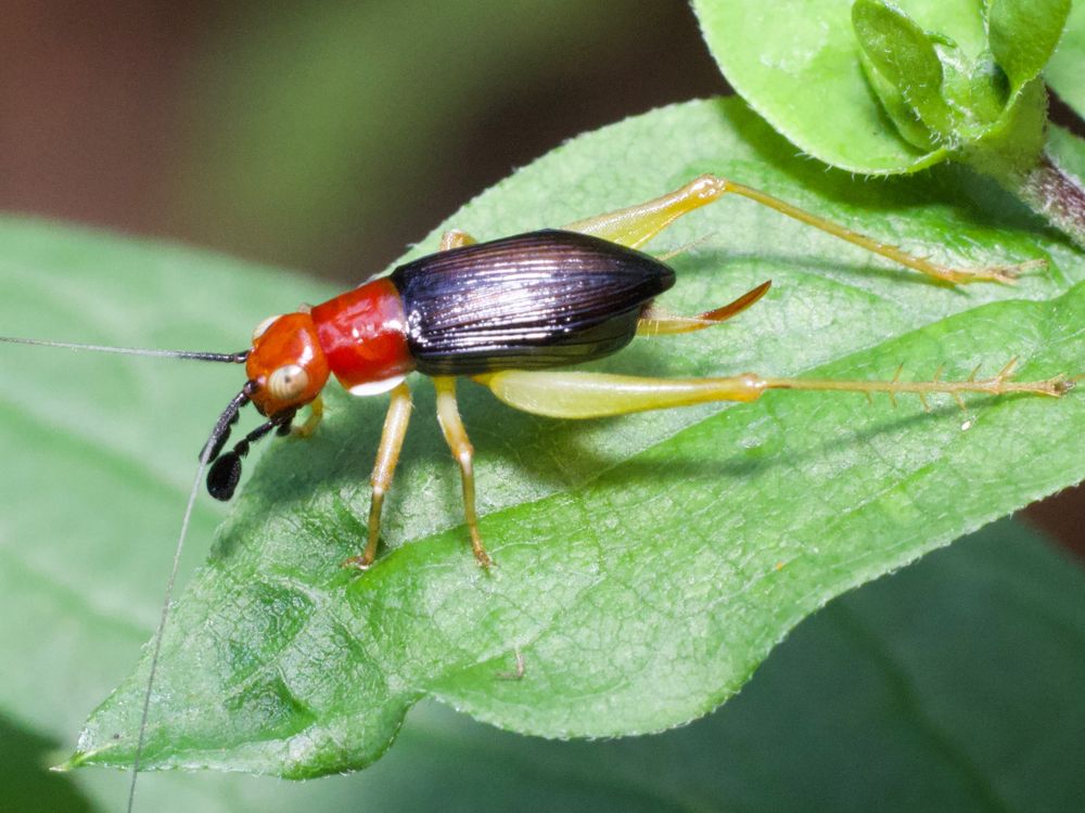 Cricket on leaf. 