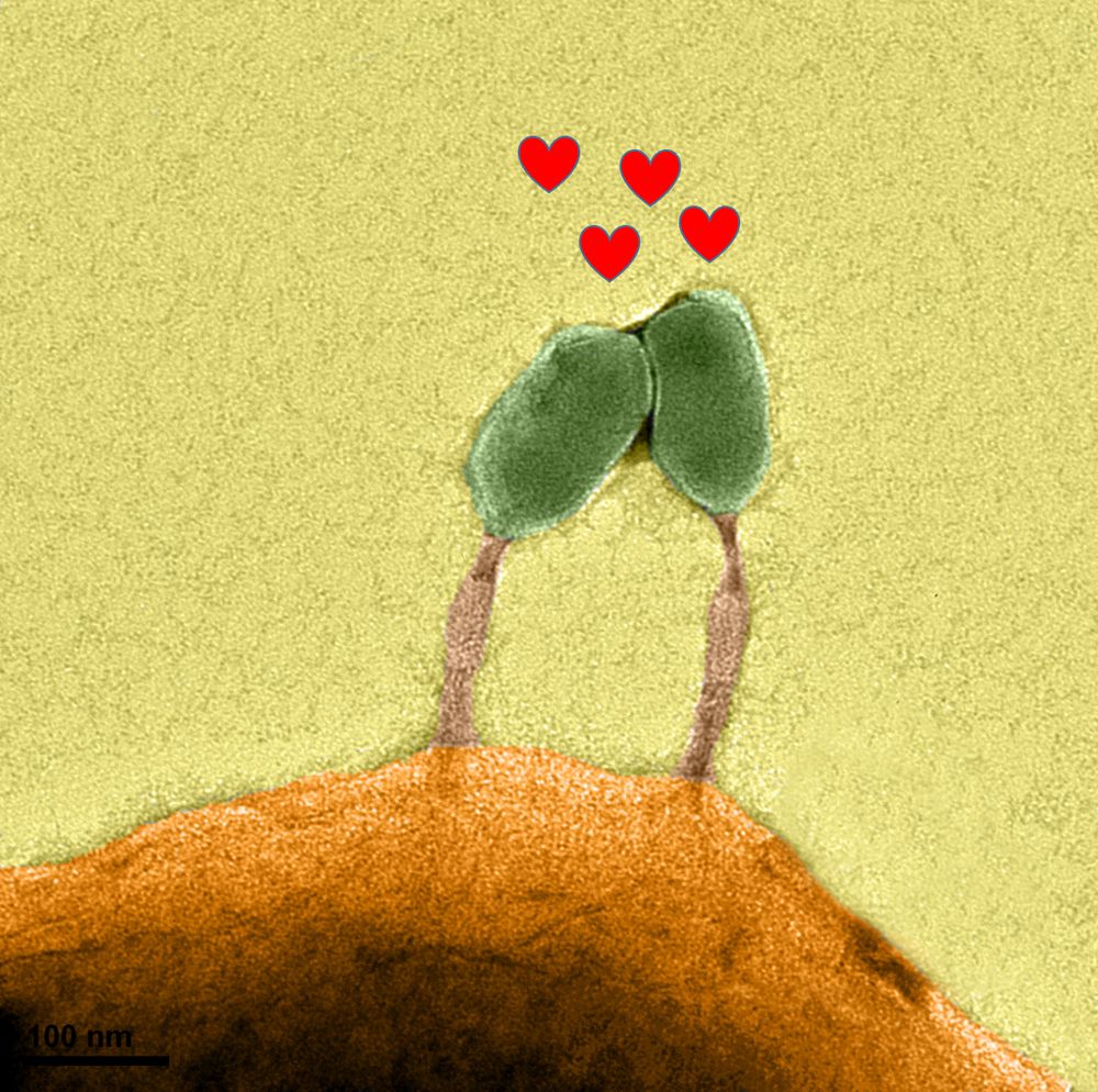 Electron micrograph of two phage infecting a host cell side-by-side, with hearts between them