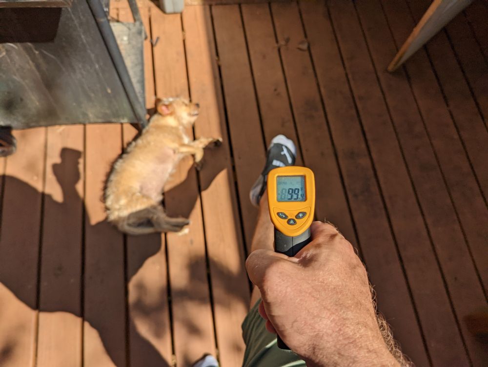Laser thermometer reads 99 aimed at leg with Hattie and deck in background