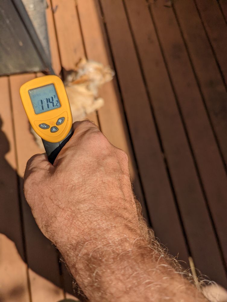 Laser thermometer reads 114F aimed at fur of little dog lying in the sun