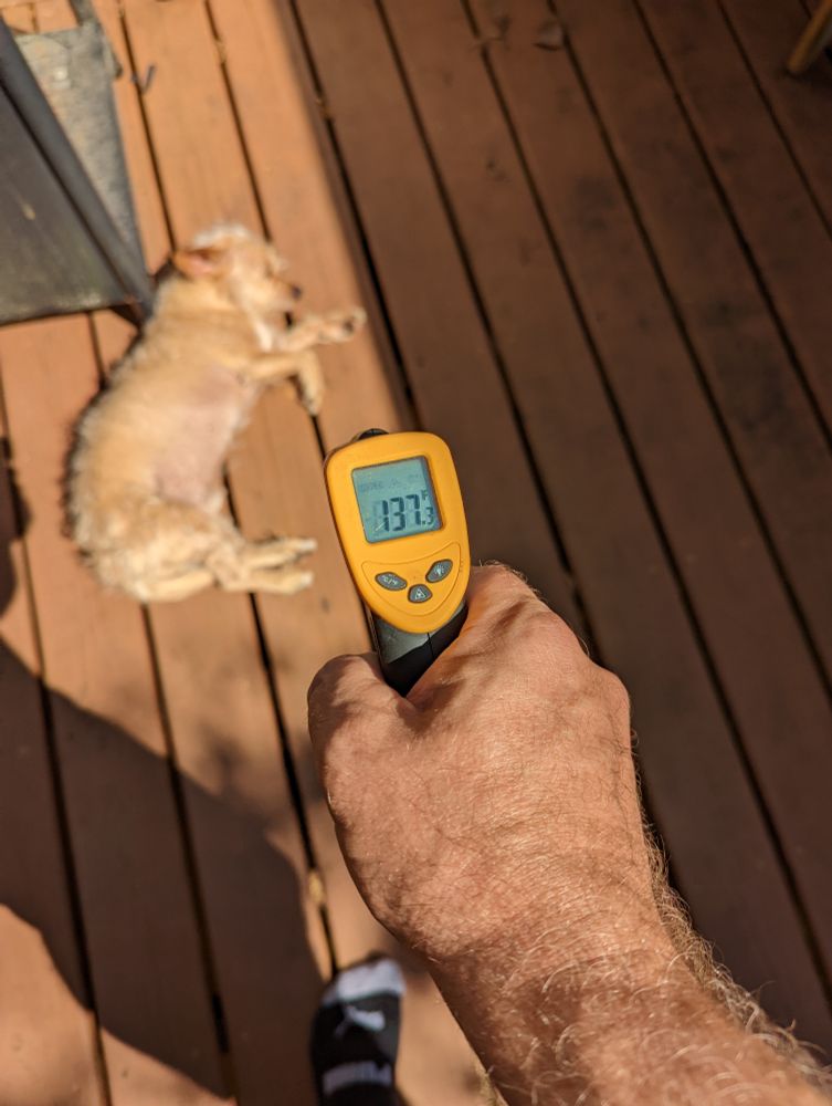 Laser thermometer reads 137F aimed.at deck with little dog lounging on it.