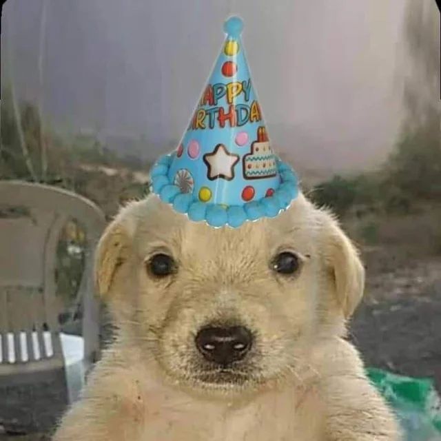 dog with party hat photoshopped on