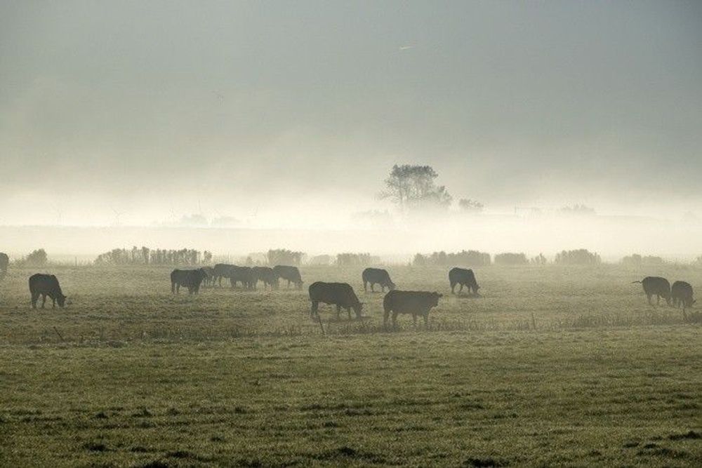 Nederland is het fosfaat- en nitraatafvoerputje van de wereld