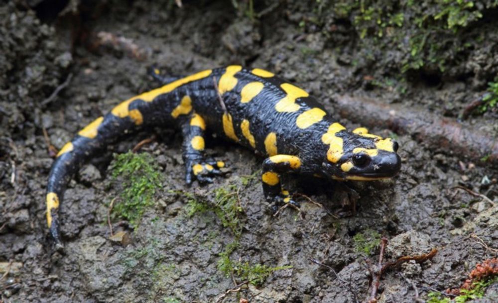 De vuursalamander is een schitterend en letterlijk fabelachtig dier. En bijna uitgestorven