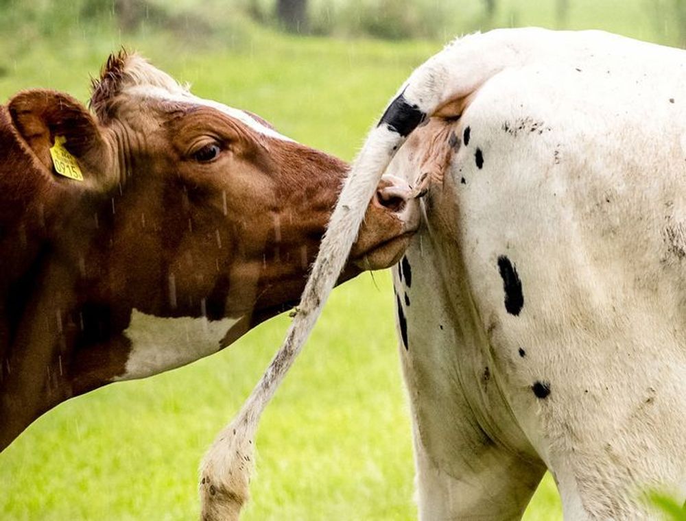 De agro-lobby laat de boeren in de stront zakken