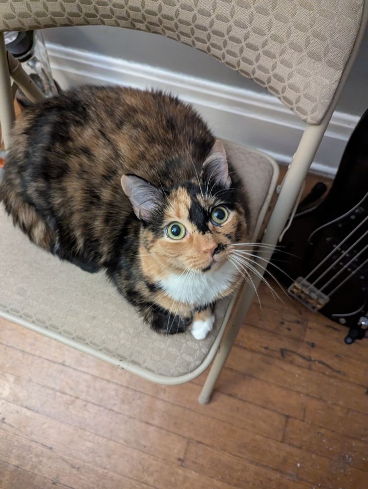 The portly tortoiseshell cat Marzipan sitting on a folding chair next to a bass guitar