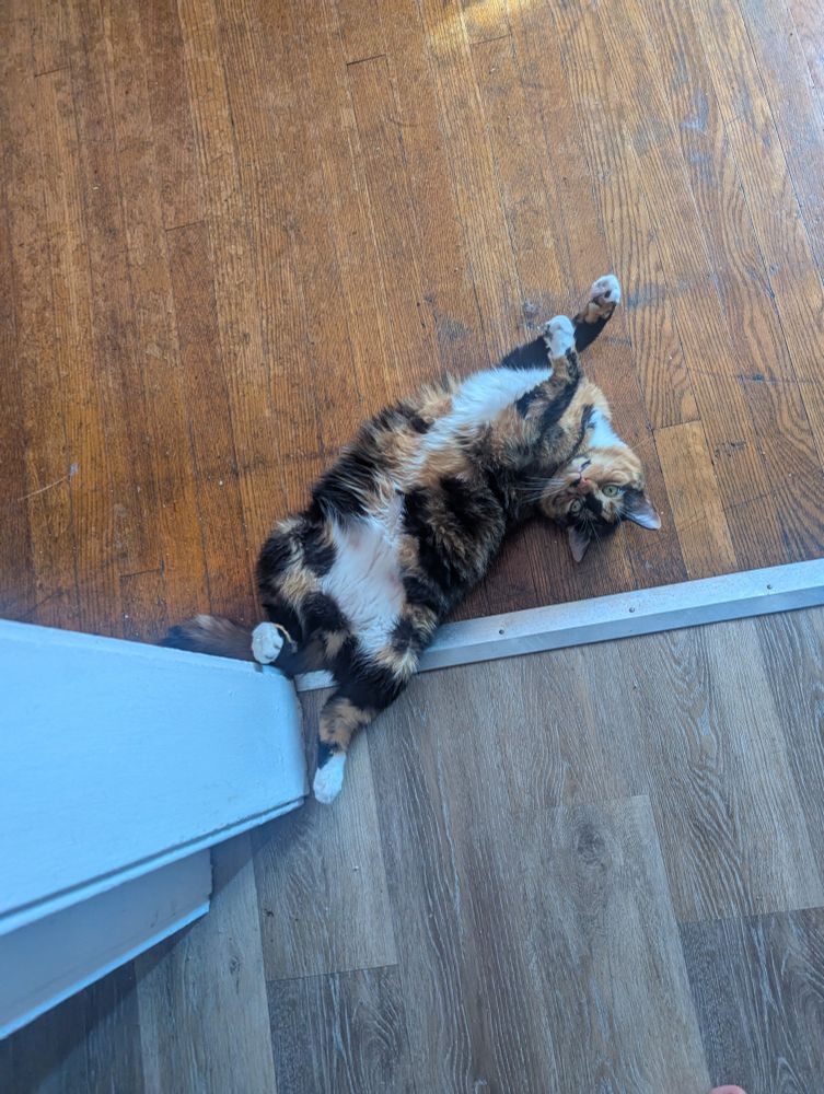 The funny little tortoiseshell Marzipan sprawled out on her back