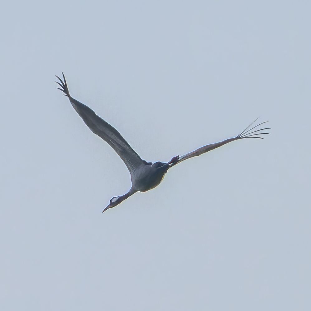 Common Crane (Grus grus)