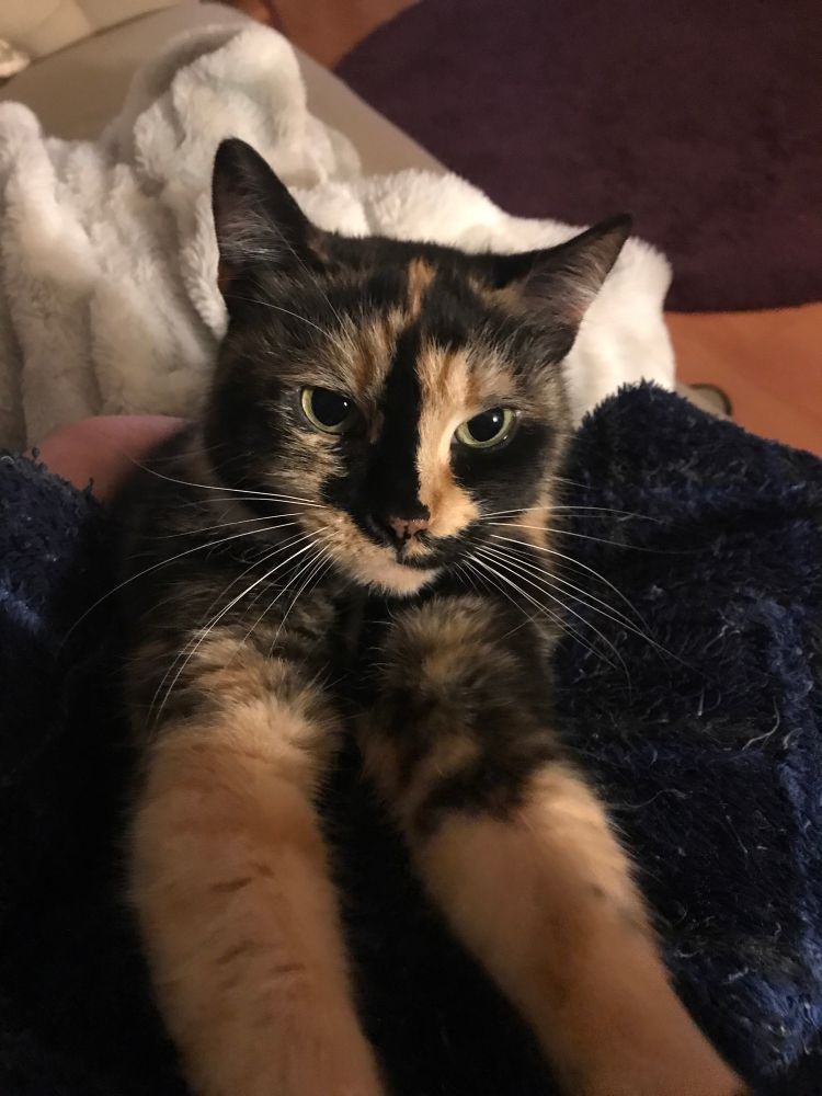 Calico kitty glares defiantly
