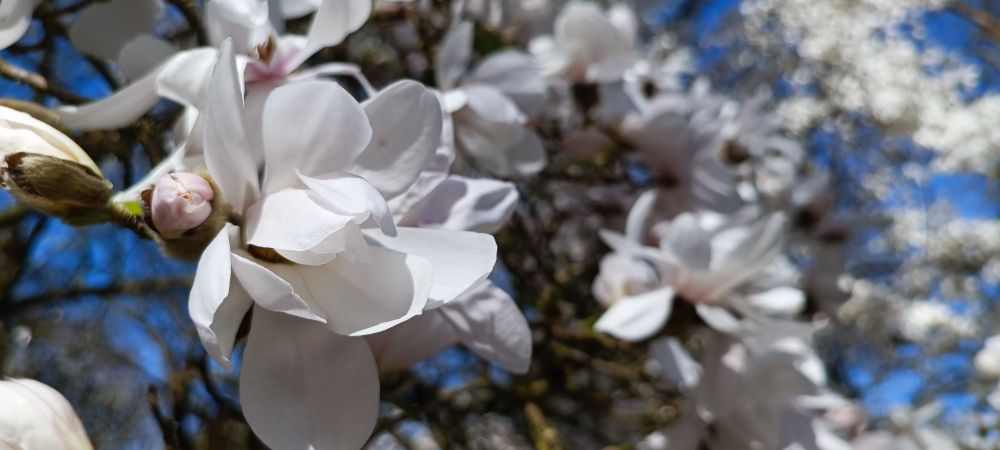 Magnolia 