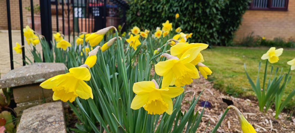 Daffodils 