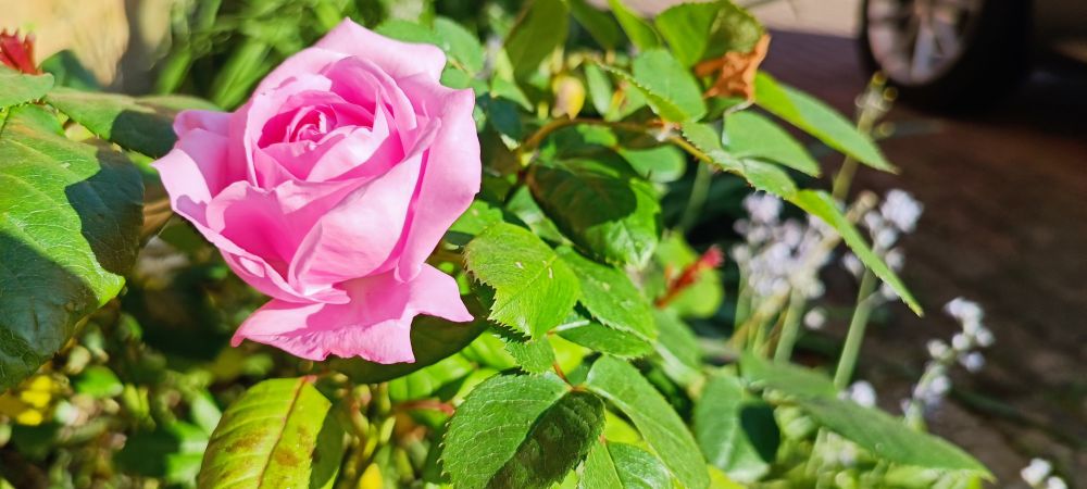 Pink Rose
