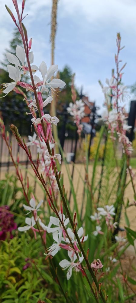 Gaura
