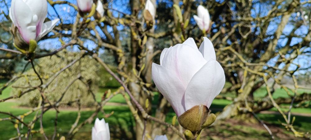 Magnolia