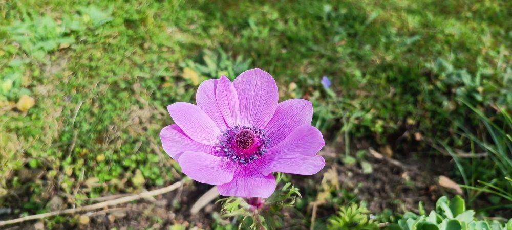 Poppy Anemone