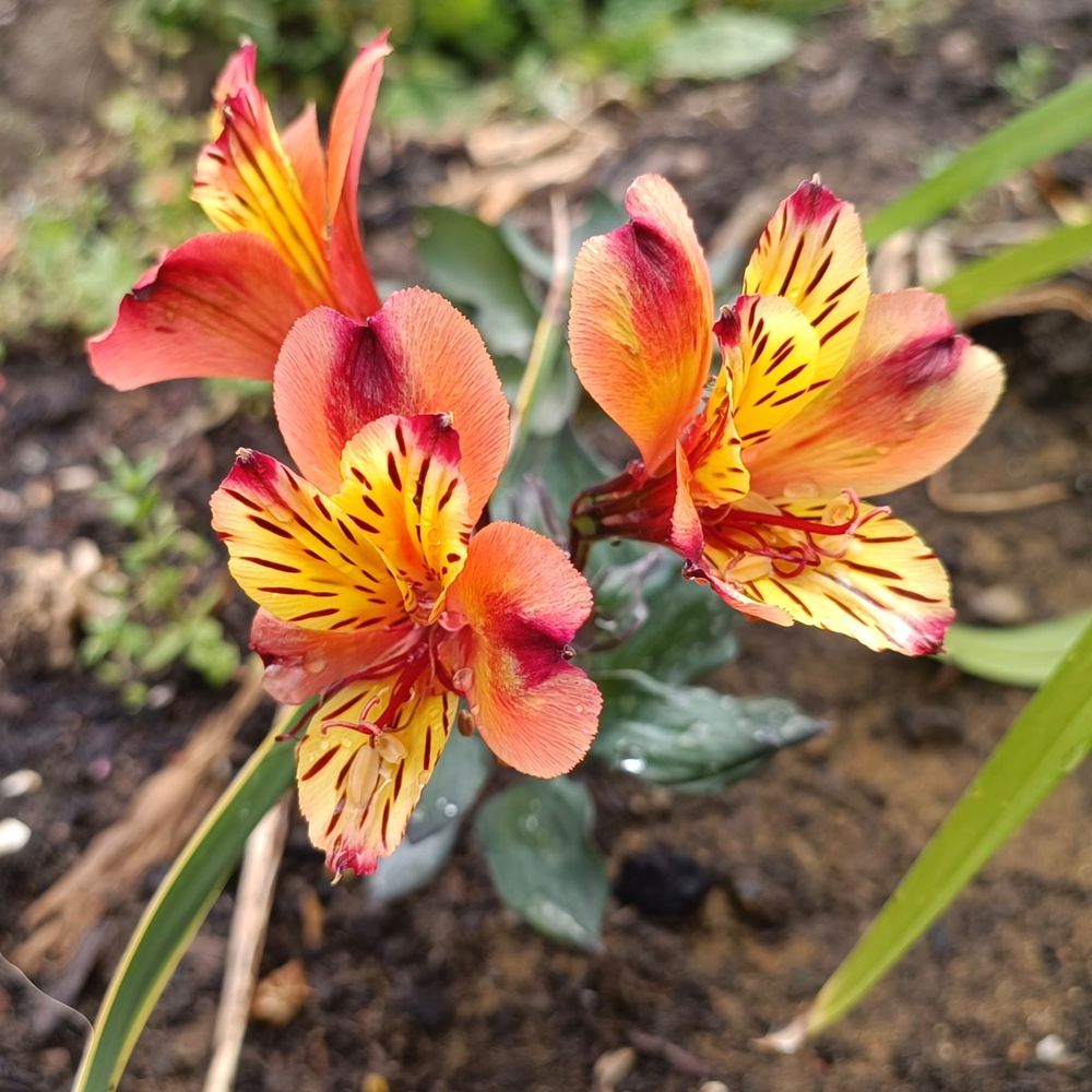 Peruvian Lily