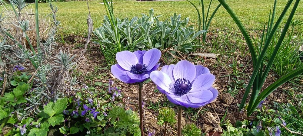 Poppy Anemone