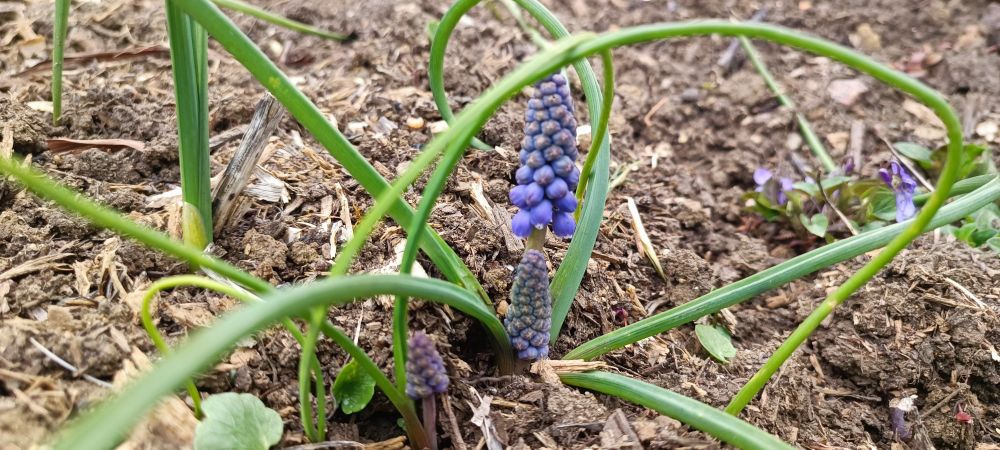 Grape-hyacinth 