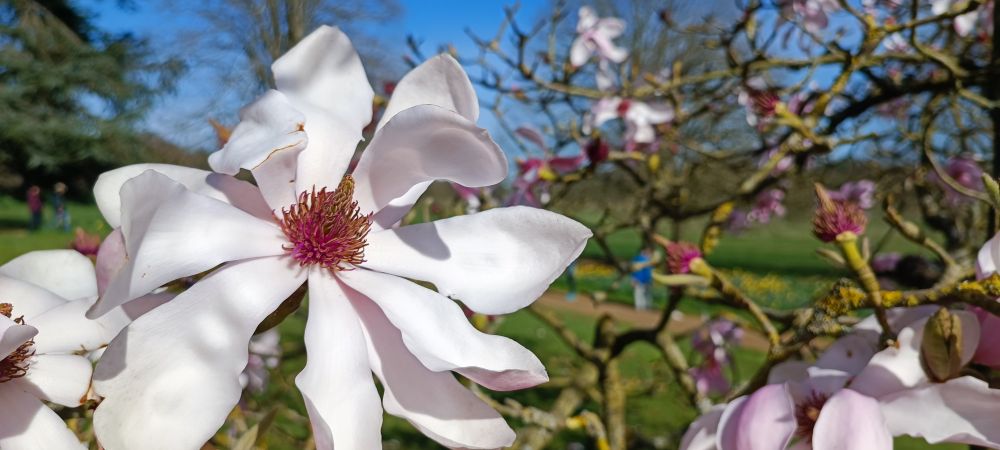 Magnolia 