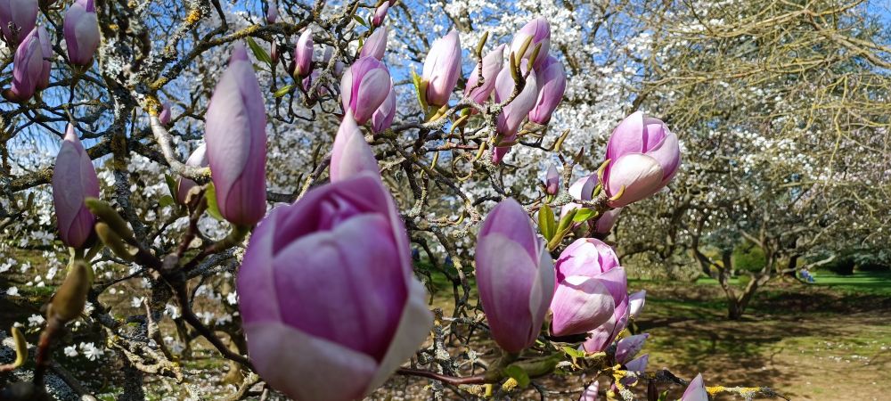 Magnolia