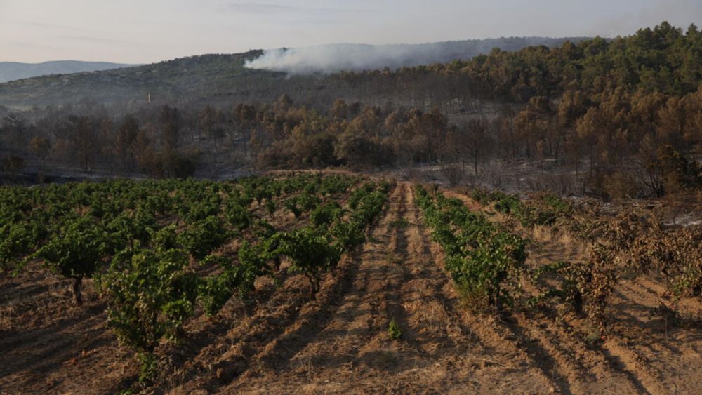 French wildfires reignite debate over vanishing 'fire break' vineyards