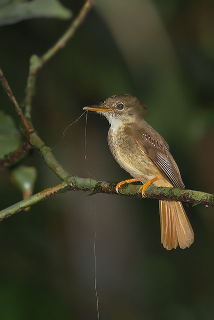 Um pequeno pássaro marrom está sentado em um galho. Ele tem uma pequena crista na cabeça e uma mancha branca na garganta. Suas pernas são laranja e sua cauda é marrom-avermelhada. O pássaro está segurando uma fina teia de aranha em seu bico.
Atenção: O alt da imagem foi gerado automaticamente.