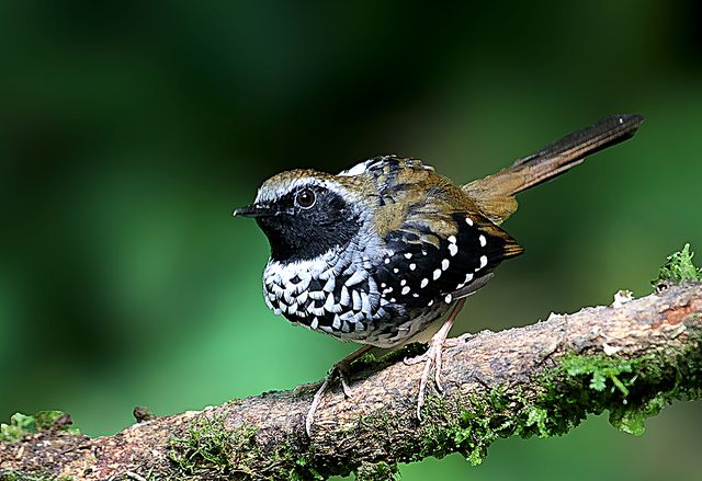 Um pequeno pássaro com plumagem de várias cores está sentado em um galho coberto de musgo. O pássaro tem a cabeça marrom-acinzentada, uma máscara preta em torno dos olhos e uma parte inferior branca salpicada de manchas pretas. Suas costas e cauda são de cor marrom-avermelhada, e suas asas têm manchas pretas e brancas. Seus pés são cor de rosa e seu bico é preto. O fundo é um borrão verde escuro.
Atenção: O alt da imagem foi gerado automaticamente.