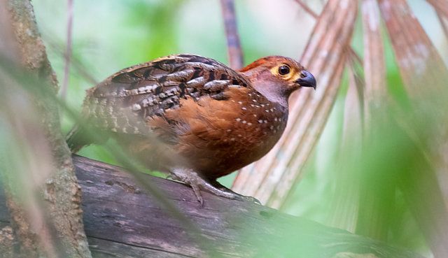 Um pássaro pequeno, de plumagem predominantemente marrom-avermelhada com pequenas manchas brancas no peito e laterais. Suas asas apresentam um padrão intrincado de marrom e preto, enquanto a cabeça exibe um tom avermelhado uniforme. Possui um bico curto e escuro, e seus olhos são circundados por um anel amarelado. O pássaro está empoleirado em um galho coberto de musgo, com um fundo de folhagem verde e elementos de vegetação seca. Sua postura é alerta, com o corpo ligeiramente inclinado para frente, como se estivesse pronto para voar ou se mover.
Atenção: O alt da imagem foi gerado automaticamente.