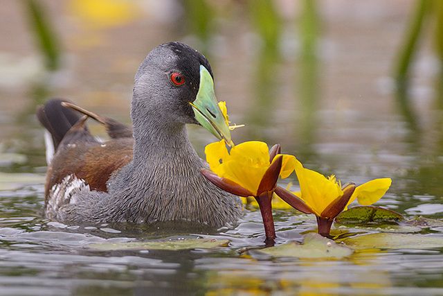 Um pássaro aquático com plumagem predominantemente cinza e detalhes marrons nas costas, nadando em águas calmas. Sua cabeça exibe uma coroa preta contrastante e um bico verde-azulado distintivo. Um olho vermelho intenso se destaca. O pássaro segura flores amarelas com o bico, e as flores estão parcialmente submersas na água. Ao redor, vegetação rasteira e reflexos na água criam um ambiente natural.
Atenção: O alt da imagem foi gerado automaticamente.