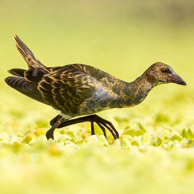Um pássaro de corpo alongado e plumagem predominantemente marrom-escura com padrões intrincados em tons de preto e detalhes sutis em azul. Possui um longo pescoço curvado, bico fino e escuro, e olhos pequenos com íris avermelhada. Suas pernas são longas e finas, com dedos excepcionalmente grandes e espalhados. O pássaro está em movimento, caminhando sobre uma superfície densa de plantas verde-claras. A cauda curta está levemente levantada. O fundo é um borrão uniforme em tons claros de verde e amarelo.

Atenção: O alt da imagem foi gerado automaticamente.