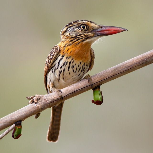 Um pequeno pássaro colorido pousado em um galho. O pássaro tem um bico vermelho longo e fino. A plumagem do pássaro é principalmente marrom e laranja-avermelhado, com manchas pretas e brancas. O pássaro está olhando para a direita.
Atenção: O alt da imagem foi gerado automaticamente.